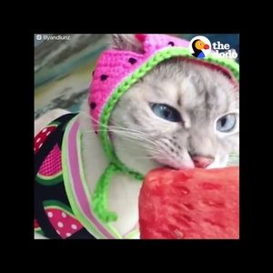 Meet your Posher, Cameron